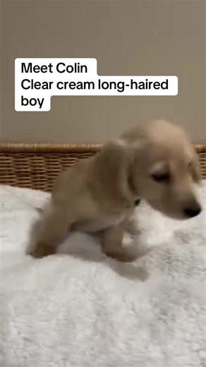 Meet Colin: The Sweet Long-Haired Dachshund