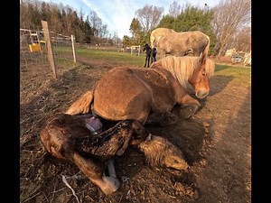 A Complete Foaling
