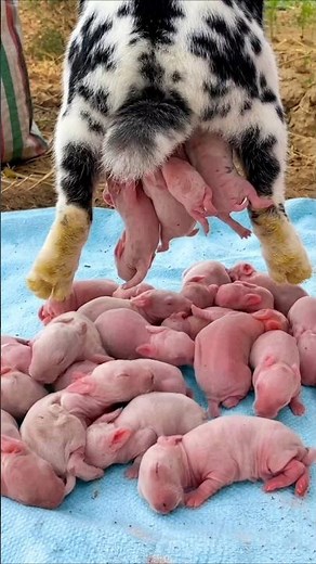 Rabbit Growth - Baby Animals 1 To 19 Days