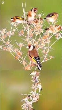 goldfinch stimulation in Wildlife #birds