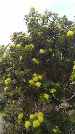 Santos lemon flowers are a source of nectar for bee food.