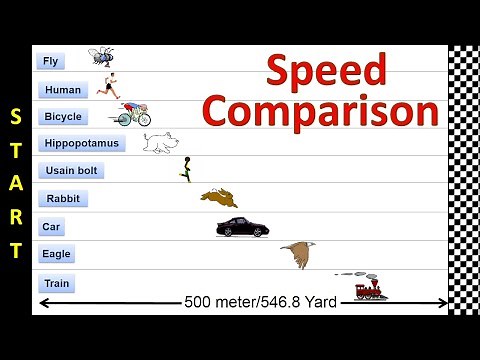 Speed Comparison | Race Simulation