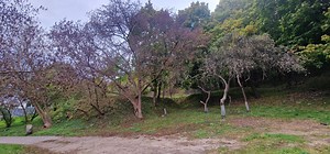 Saugomose teritorijose ir Neries pakrantėje naikinami invaziniai uosialapiai klevai