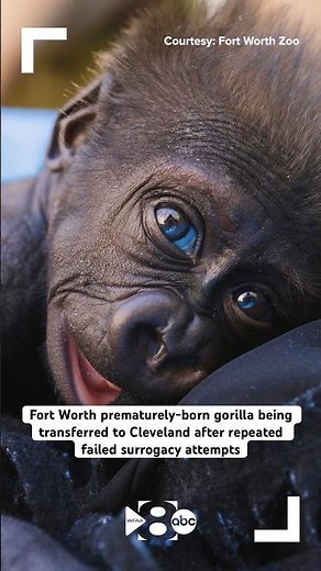 Fort Worth zoo baby gorilla to be transferred after repeated failed surrogacy efforts