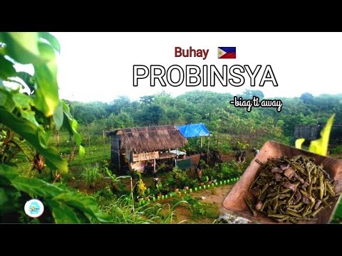 Harvesting string beans and cook adobo | Adobong sitaw | Buhay probinsya | Biag ti Away by Balong