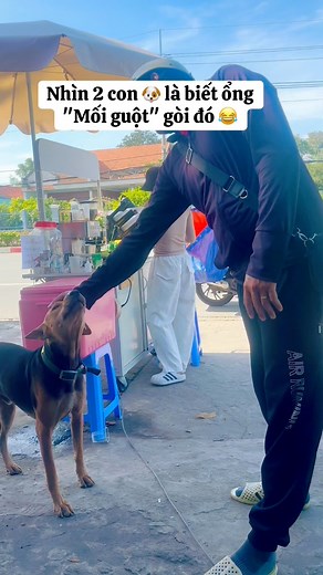 Dấu hiệu nhận biết Khách Guột 😂 👉🏼 Nhìn 2 con Đào của quán 🐶😆😂 #cún #dog #cute #poodle #fypシ゚ | Ánh Hồng