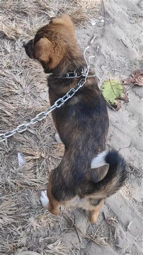 German shepherd cross breed