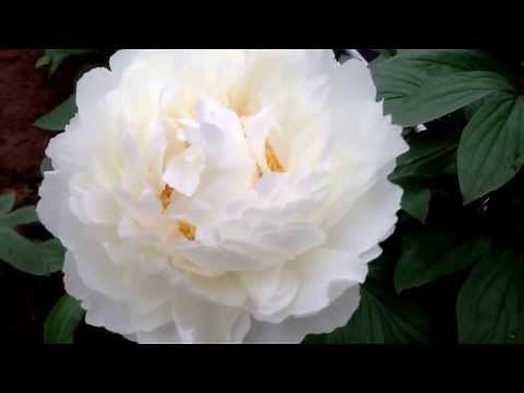 Peony Bowl of Cream - www.peonyshop.com