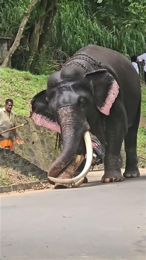 Elephant Lifts Timber Like It’s Nothing! 😳💪🐘 #shortvideo #shortsviral #elephant #elephantvideo