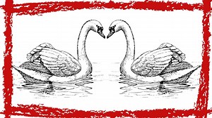 Trumpeter Swan (Cygnus Buccinator) Call Trumpeter Swan Sound Trumpeter Swan Video