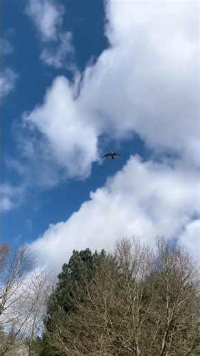Lure flying Skye the Gyr x Lanner Falcon #falconry #falcon #birdofprey #birds #animaltraining