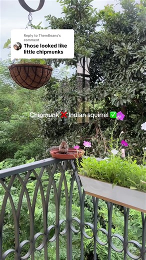 Distinguishing Chipmunks from Indian Squirrels