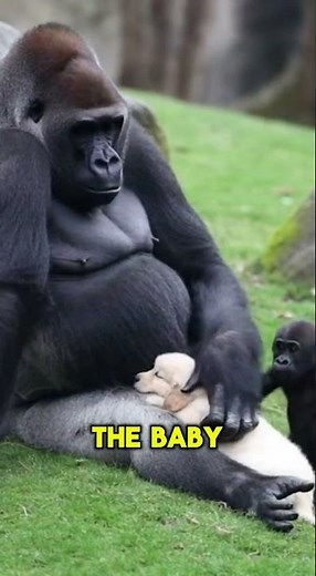 “A Gorilla Took the Puppy… And Raised Him Like Her Own”