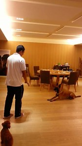 7.1K reactions · 450 shares | Indoor Training with Distraction  Enroll your dogs now! ♥♥♥ Limited Slots only.  Contact us here @ Facebook for more info.  | Den Acosta Valenzuela Dog Training Services | Facebook