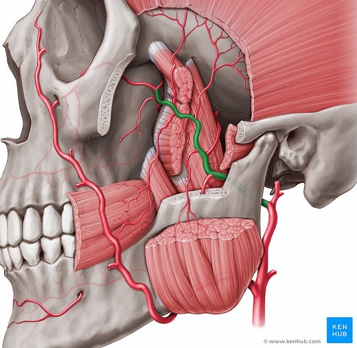 Maxillary artery
