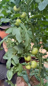 Pruning Tomato Plants for Faster Ripening #tomato #farming #fblifestyle #tips | JUMOH Han