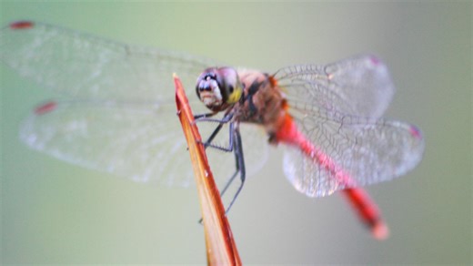 赤トンボ激減の原因と新聞報道で指摘されたネオニコチノイド系農薬とは？ #エキスパートトピ（猪瀬聖）