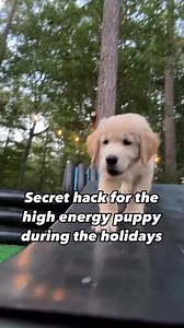Here’s how to make their incredible sense of smell work for training and travel, especially for high-energy breeds like Goldens and Labs. ✅Training Tip: Use scent-based games with treats or toys to channel your puppy’s energy into something mentally stimulating. It’s a great way to tire them out while teaching focus and problem-solving skills. ➡️Snuffle mats➡️Scent Trails➡️Treasure Hunts➡️Hide and Seek ✅Holiday Travel Tip: Bring a blanket or toy with your puppy’s scent when traveling. It helps t