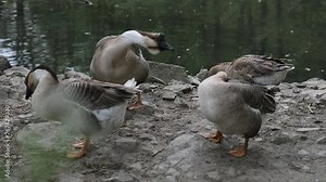 Swan goose (Anser cygnoides) is large goose with natural breeding range in inland Mongolia, northernmost China, and Russian Far East.