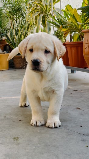 6.9K views · 363 reactions | # Masti Time 殺殺殺 . . . . . . . . . . . . . . . #labrador #lab #lablove #enjoylife #puppylife #doggylife #doglife #mood #labradorlove #labradorpuppies #puppyplay #puppypalace #puppypaws #puppyplaytime #puppyplaying #puppyplaycommunity #puppyplaydate #puppyplaygear #puppyplaylifestyle # #doggyplay #doggylove❤️ #doglover #dogsofinstagram #puppiesofinstagram #殺 #❤️ | Cutepuppy316 | Facebook