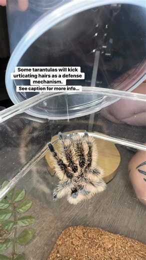 Jessica Arachnid on Instagram: "I was giving this special girl a fresh rehouse, but she wasn’t in the mood! 😅 Some tarantulas have what are called urticating hairs, located mainly on the abdomen. These little hairs contain tiny barbs that can penetrate skin and mucous membranes. They can be itchy, irritating, and cause rashes and inflammation. They will kick these hairs as a means of self defense. Species: Tliltocatl albopilosus (curly hair tarantula) #tarantula #furbabies #cutepetclub #selfdef
