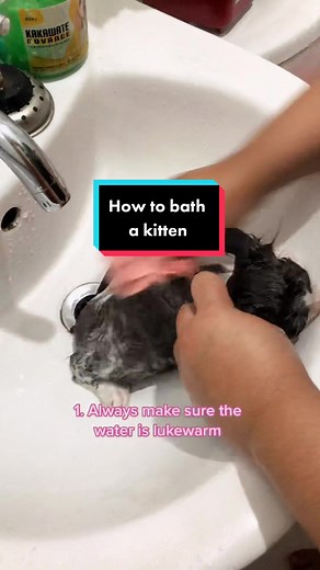 Always train them young. #howtobathakitten #kittens #catsoftiktok #mainecoon #howto #kittensfirstbath #soleilcattery #cattery #fyp