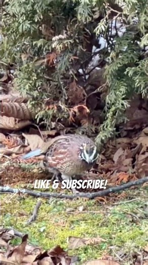 Like & Subscribe! #quail #quailhunting #birddogtraining