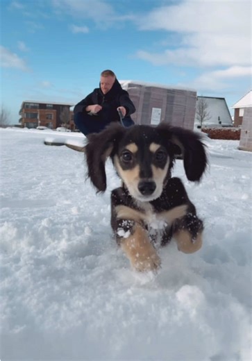 Ohh look at him 🥺 #daschhund #teckel #puppies #dwergteckel #daschhundpuppies