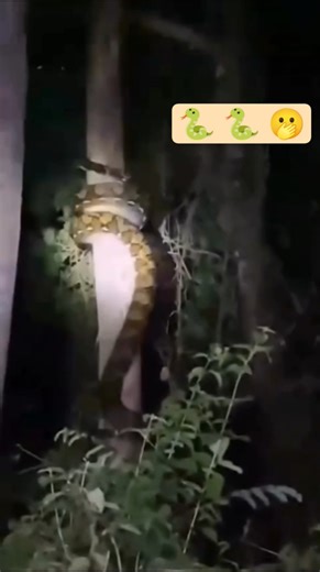 Python snake 🐍 घर के पास 🫣🫣 #anaconda #reptiles #phython #snakes #venom #viral#treepython #trending