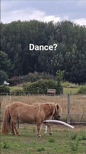 101 uses For A Shetland Pony - Pole Dancer