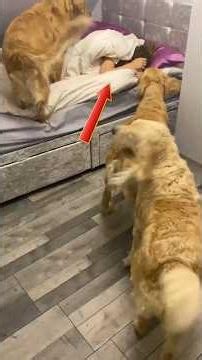 Inseparable Best Friends: The Love Of Kids And Dogs #shorts