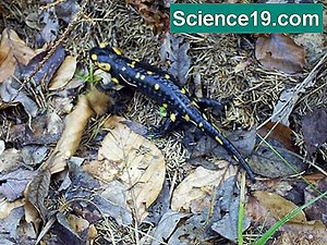 Разликите между животни и насекоми 💫 Научно-Популярен Мултимедиен Портал. 2025