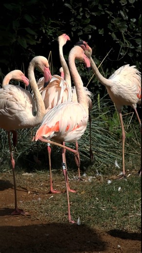 flamingo #birds #birdsong #wildlife #wildlifeentertainment #flamingo #nature #animals