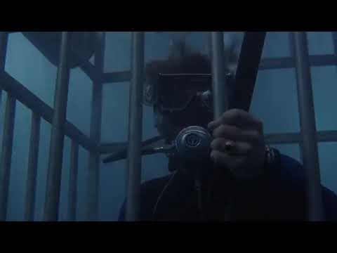 Jaws 1975 Shark cage scene