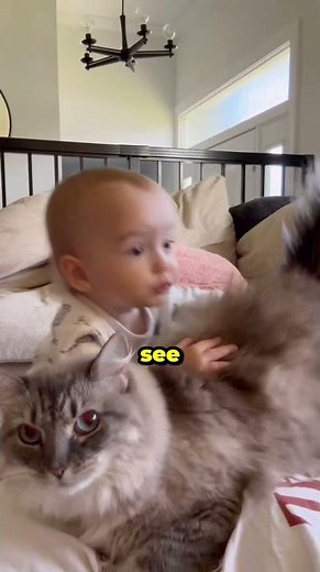 Cats Comforting Babies ❤️