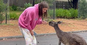 Woman feeds friendly wild kangaroo, discovers it's a mother