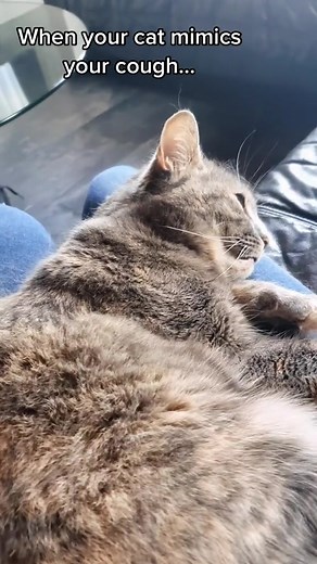 Helen’s cat is funny! 😹 #Cattitude | Jackson Galaxy