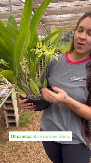 7.6K views · 287 reactions | ✨ Coelogyne pandurata – a orquídea...