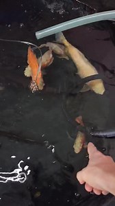 4K views · 105 reactions | Fish Available for Adoption!!! Pick up Sunday 17th from 12-3pm. FREE TO PROPER HOME.... If interested post in the comments for address and availability, sorry ------>no shipping<----------- !!!!! | Ohio Fish Rescue | Facebook