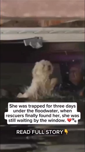 When the hurricane hit, the whole street vanished beneath the water. Cars floated away, lights went out, and silence swallowed everything. 🌊 Inside one of the flooded homes, a small white dog waited by the window. Her name was Daisy. For three long days, she stood on a floating couch trembling, cold, and starving watching the water rise higher and higher. When rescuers finally reached her, she could barely lift her head. Yet her eyes still searched the doorway… as if hoping her family might com