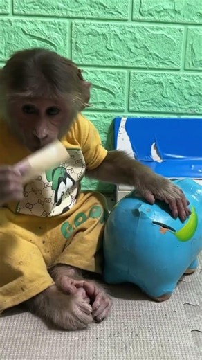 cute cutis monkey saves money with piggy bank #cutis #babymonkey #short