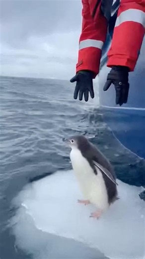 Saving a Shivering Baby Penguin from Melting Ice! 😭💔