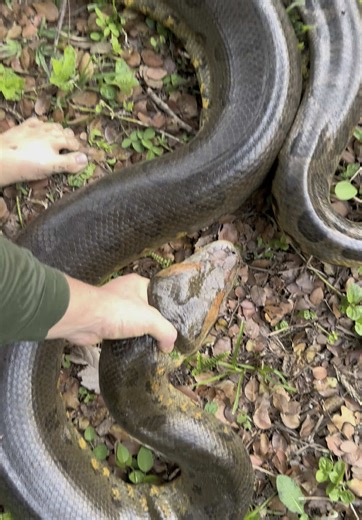 Anaconda Encounters: Exploring Wildlife Adventures