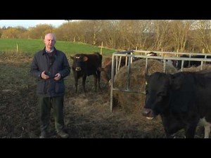 Managing outwintered animals - AHDB Dairy