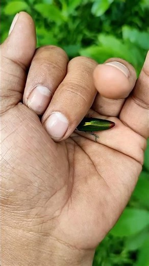 the largest shiny green beetle I have ever found 🧐🦗 #insects #nature#beautifulinsects