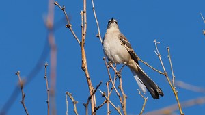 81K views · 4.8K reactions | Northern Mockingbird (Mimus polyglottos) | BIRDS & Nature | Facebook