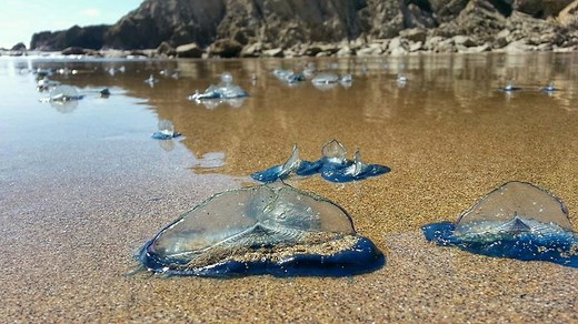 Jellyfish on the Oregon coast