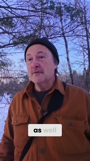 Giant White Pine A Majestic Tree's Secrets Revealed