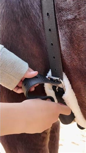 A bareback pad that understood the assignment 🐎
