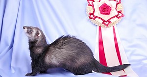 Genetic Variation in Ferrets: Inbreeding and the Ferret Gene Pool - Ferret World
